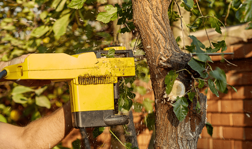 Ramiro Chavez Landscaping Tree Service